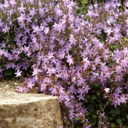 Campanilla de las murallas Violeta